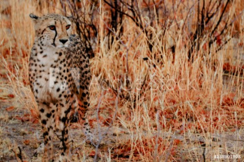 Picture of Camouflagge Cheetah